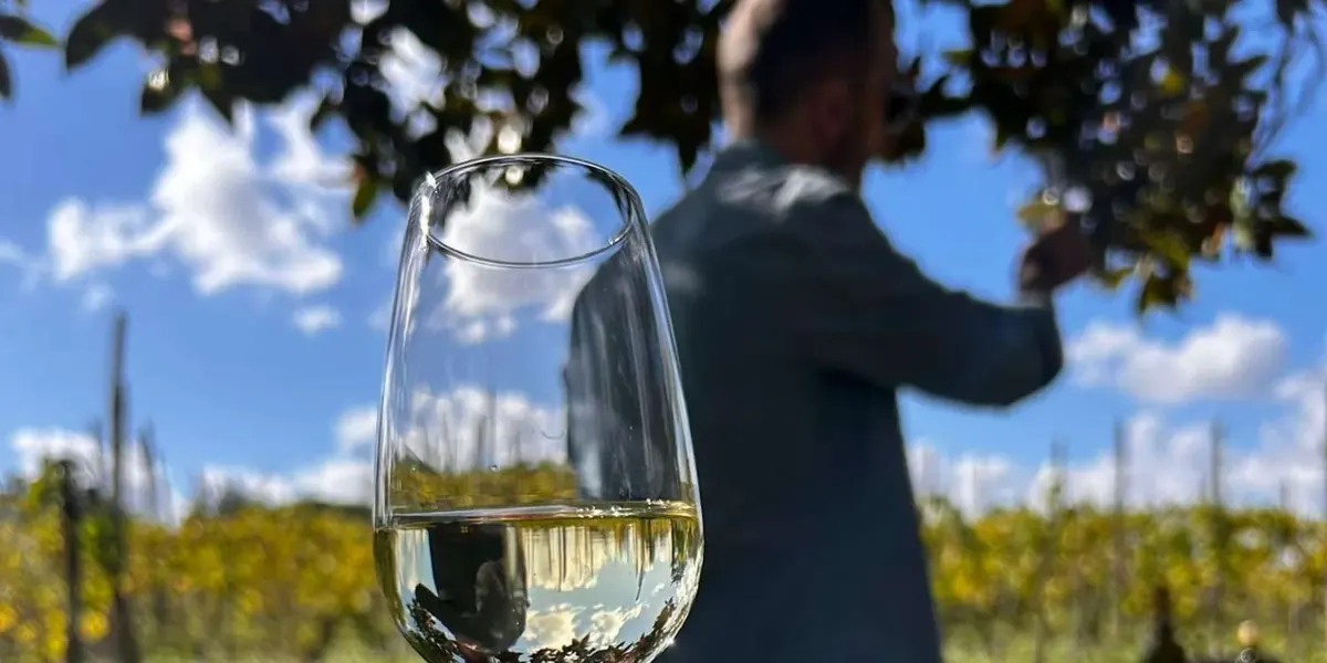 A glass of white wine during an outdoor farmhouse tasting