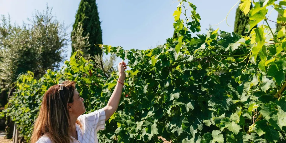 A visitor examining grapevines during a vineyard visit