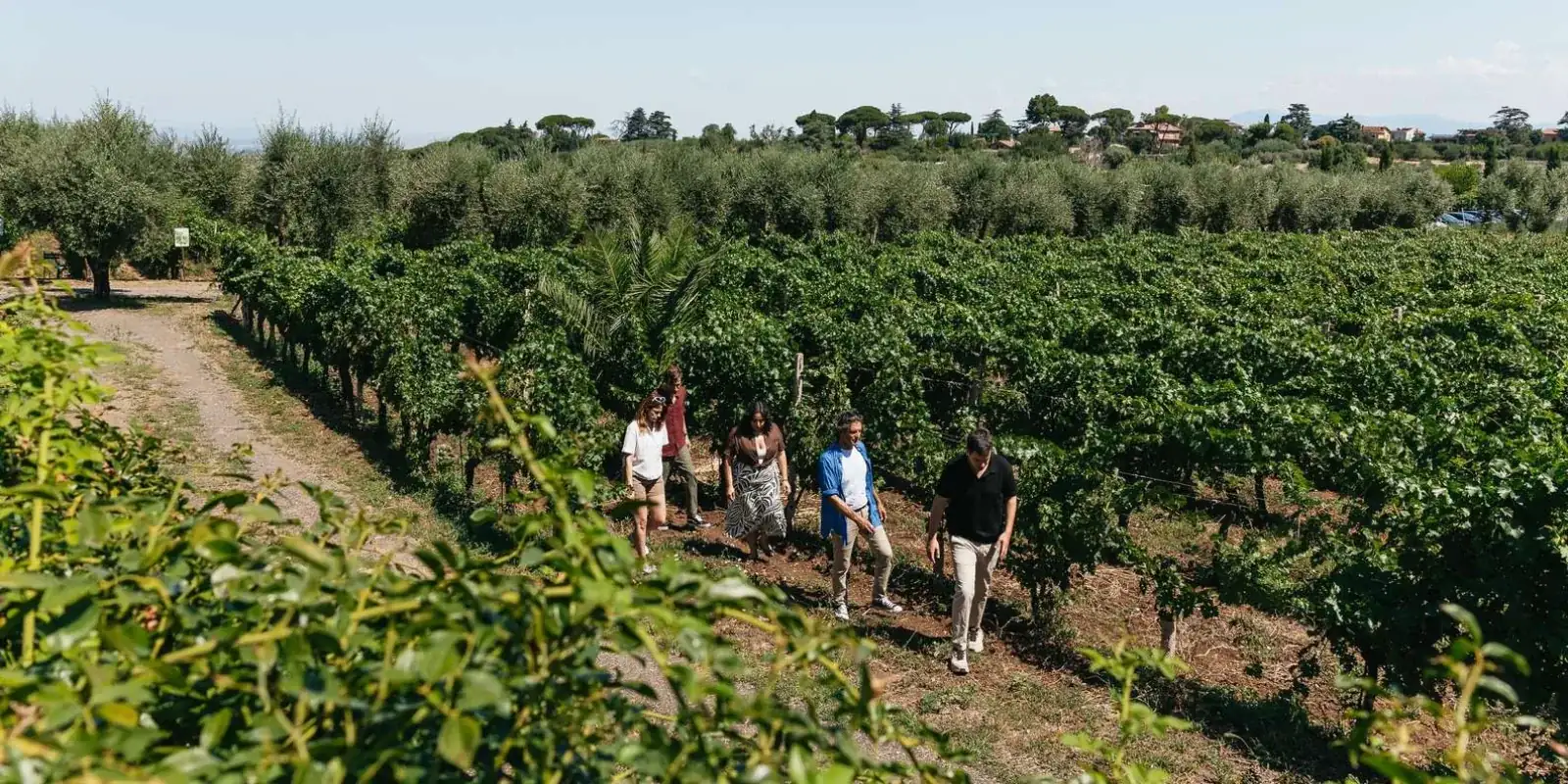 Guests walking along rows of vines at the winery